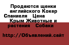 Продаются щенки английского Кокер Спаниеля › Цена ­ 5 000 - Крым Животные и растения » Собаки   